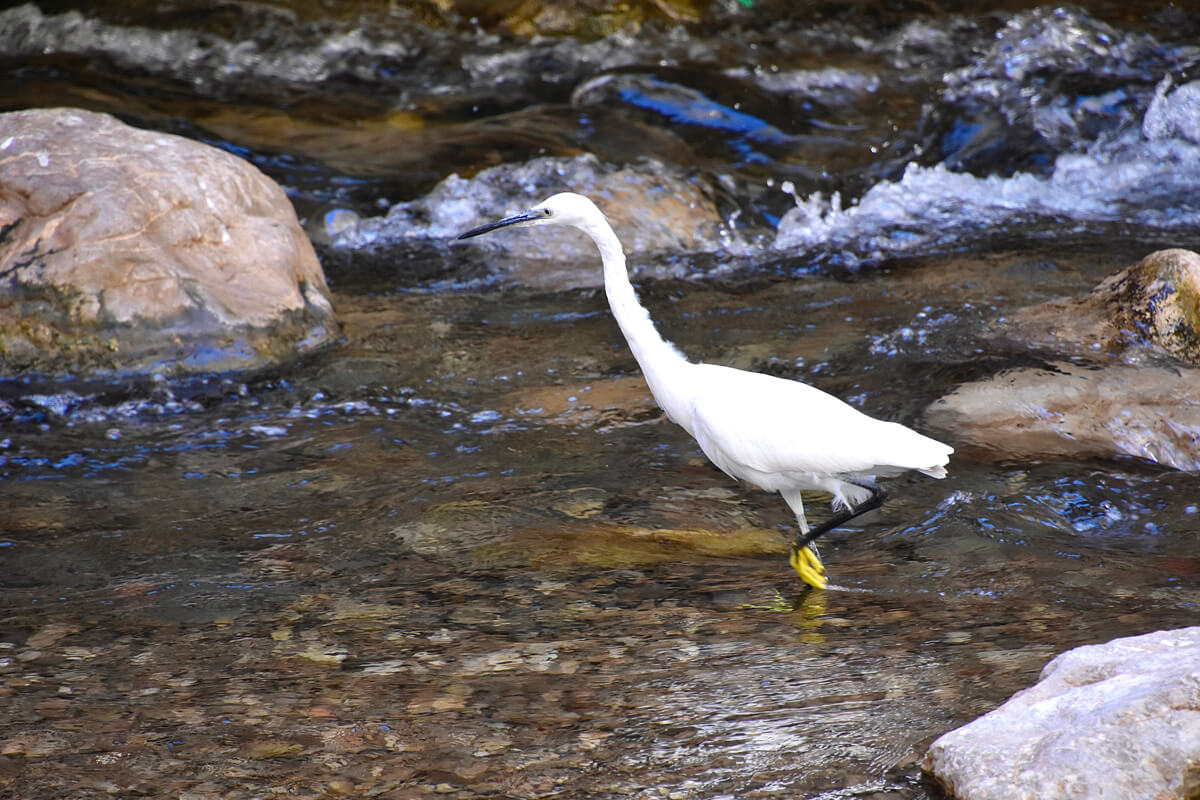 Little Egret in the Todra River