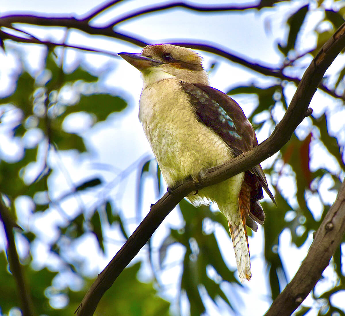 Kookaburra