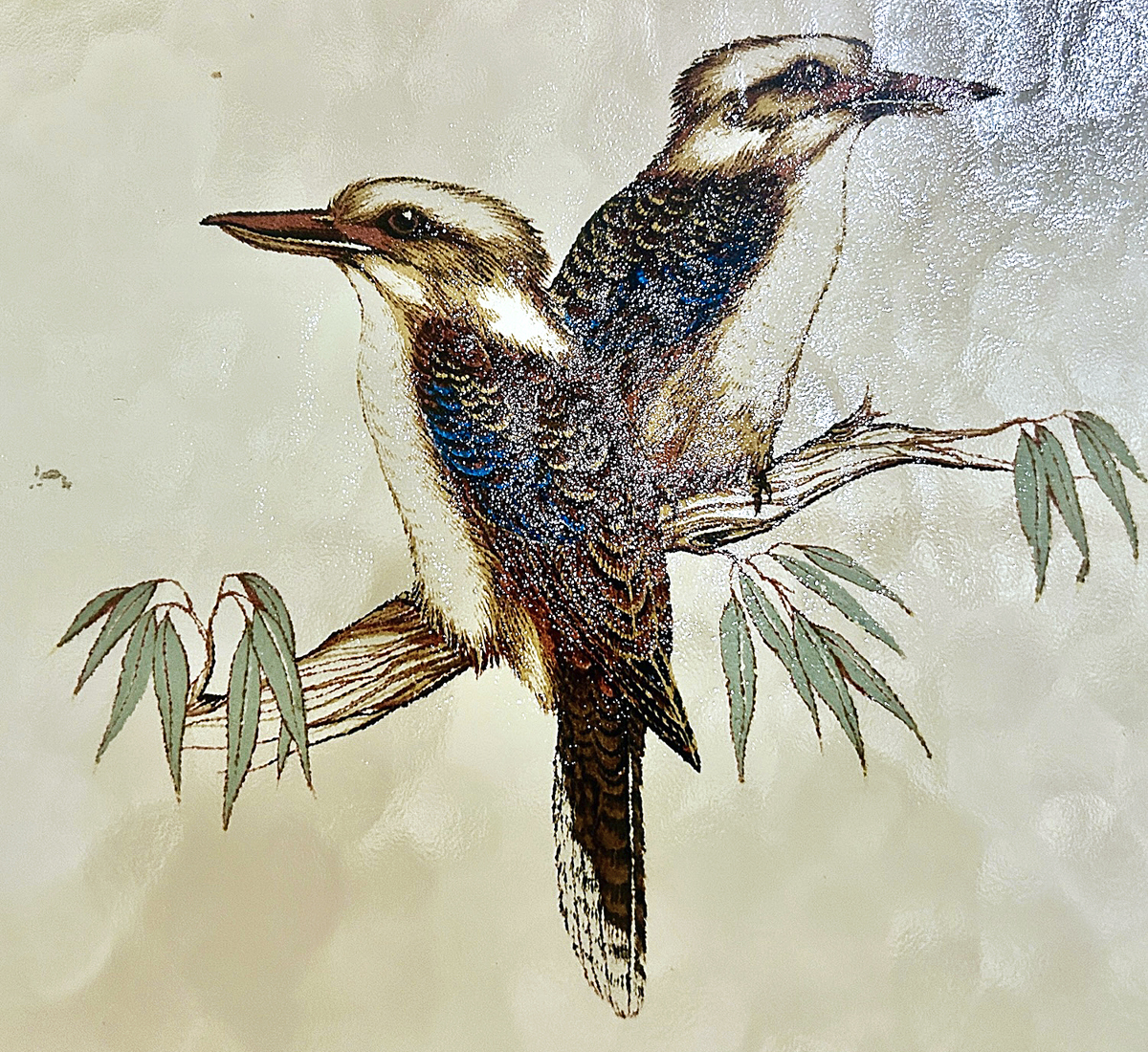 Kookaburra Stained Glass in the Freshwater Station