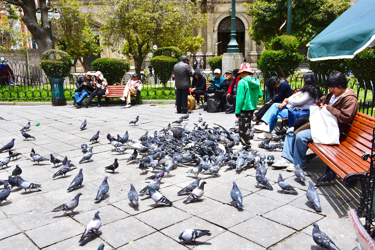 Bloody Pigeons