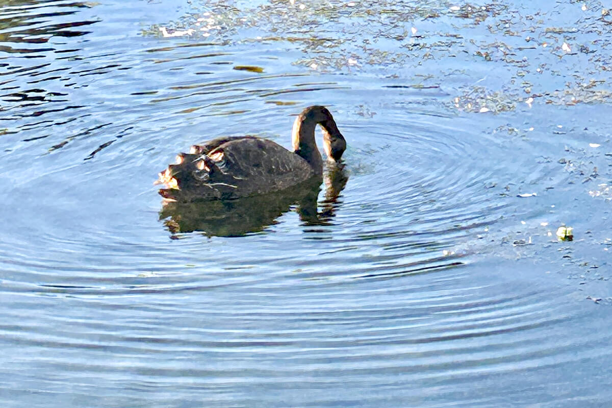 Juvenile Black Swan