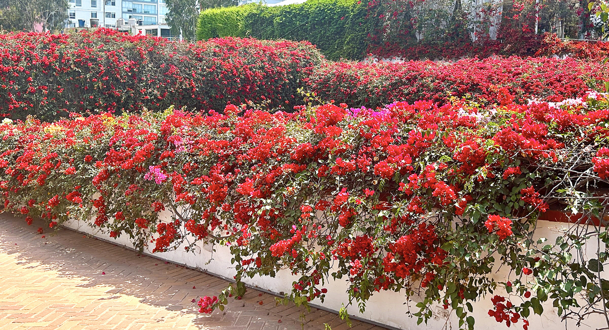 Bougainvillea, Museo Larco