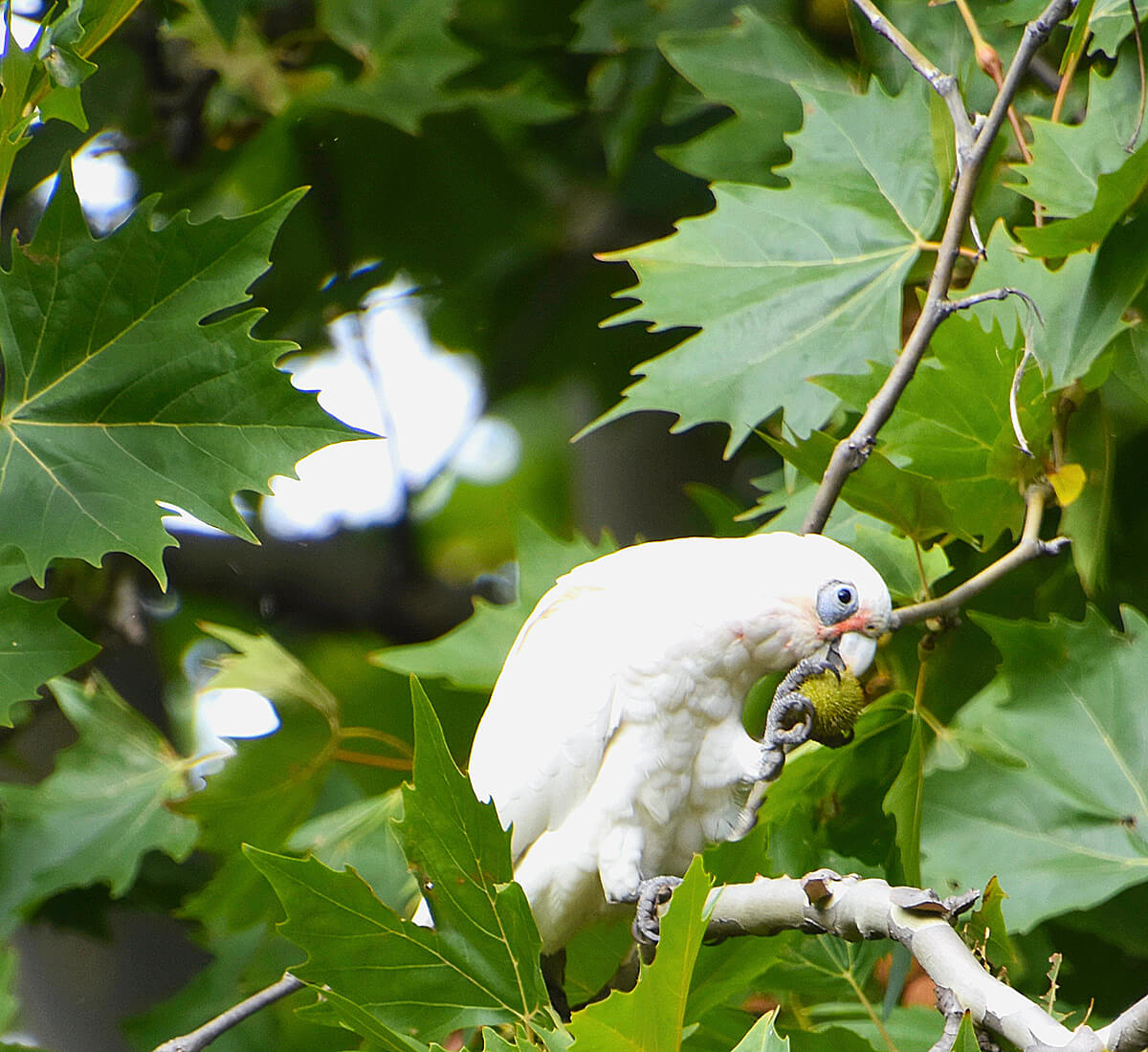 Little Corella