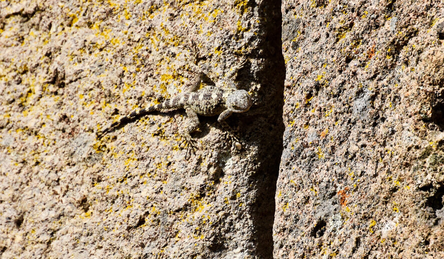 Lizard. Galen and the Asclepeion of Pergamon.