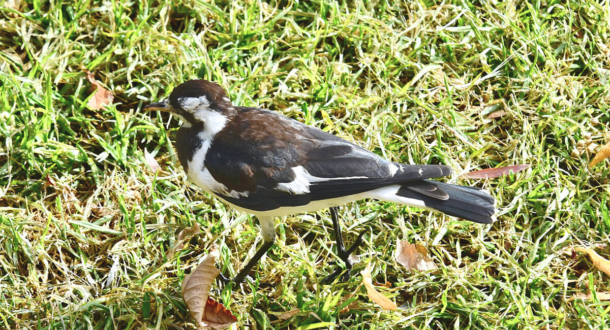 Magpie Lark