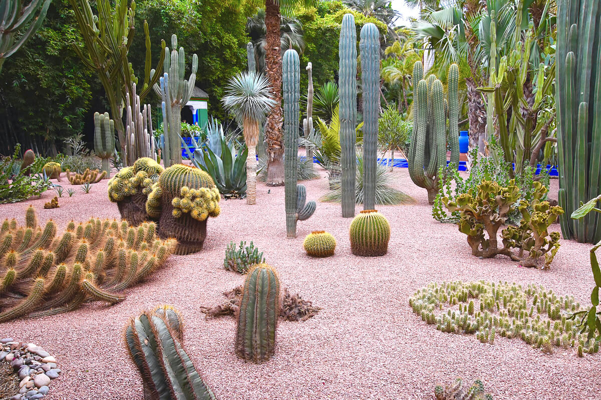 Amazing Cactus