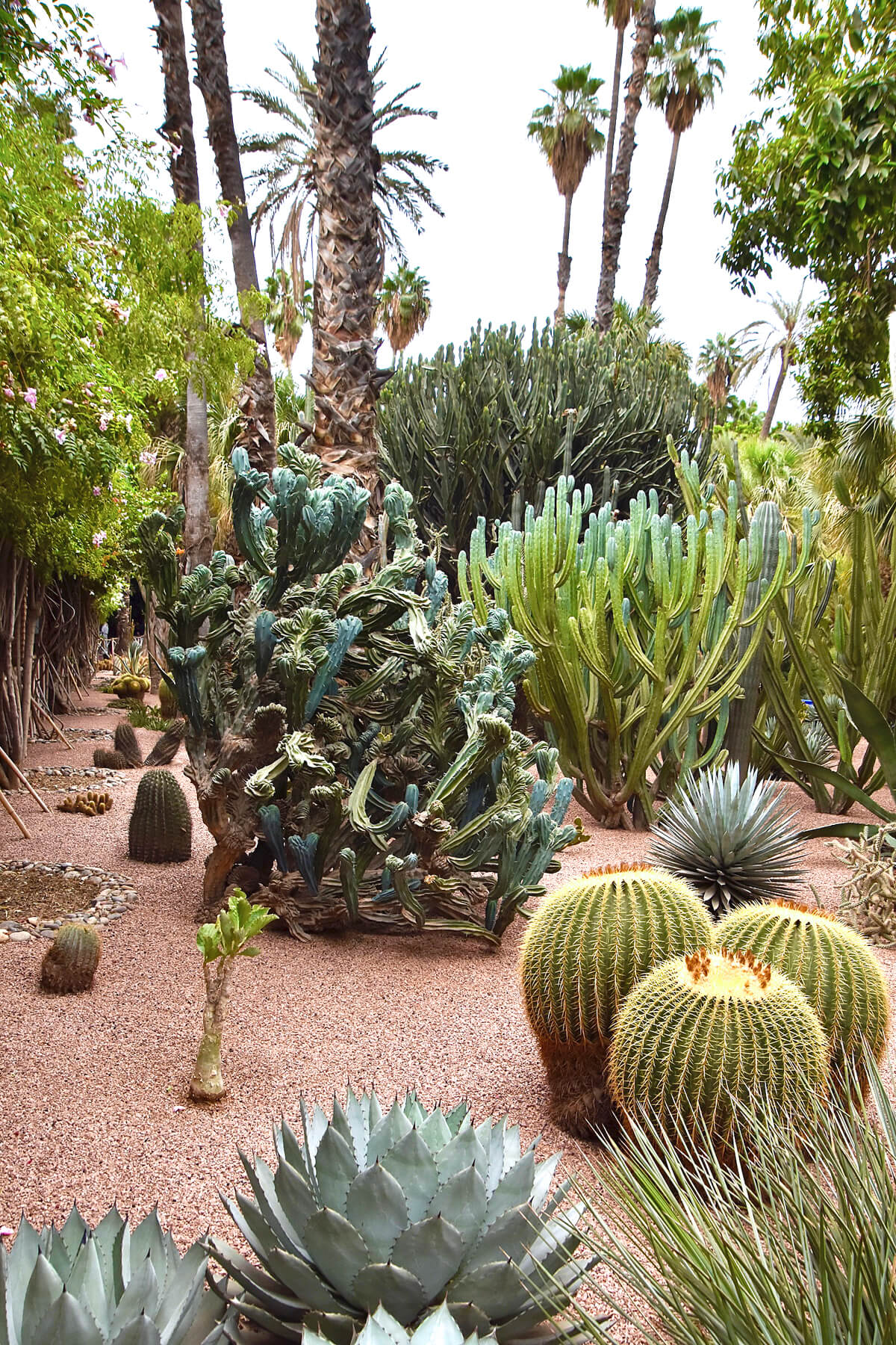 Barrel Cactus