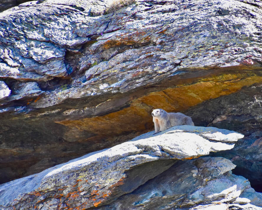 Matterhorn Marmot