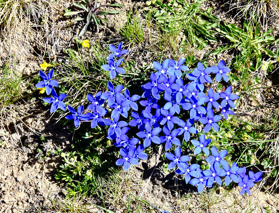 Spring Gentian