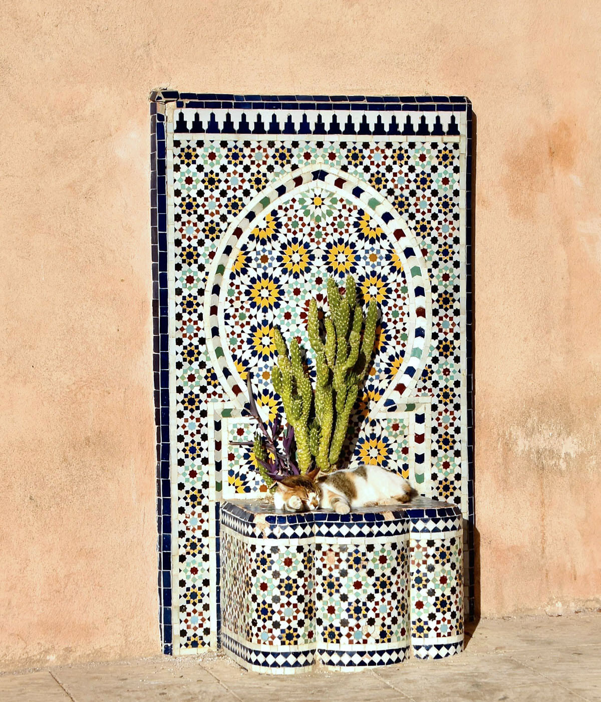 Cactus & Kitty