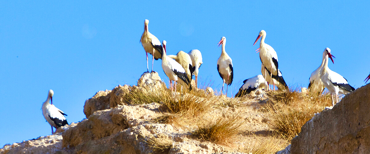 Storks