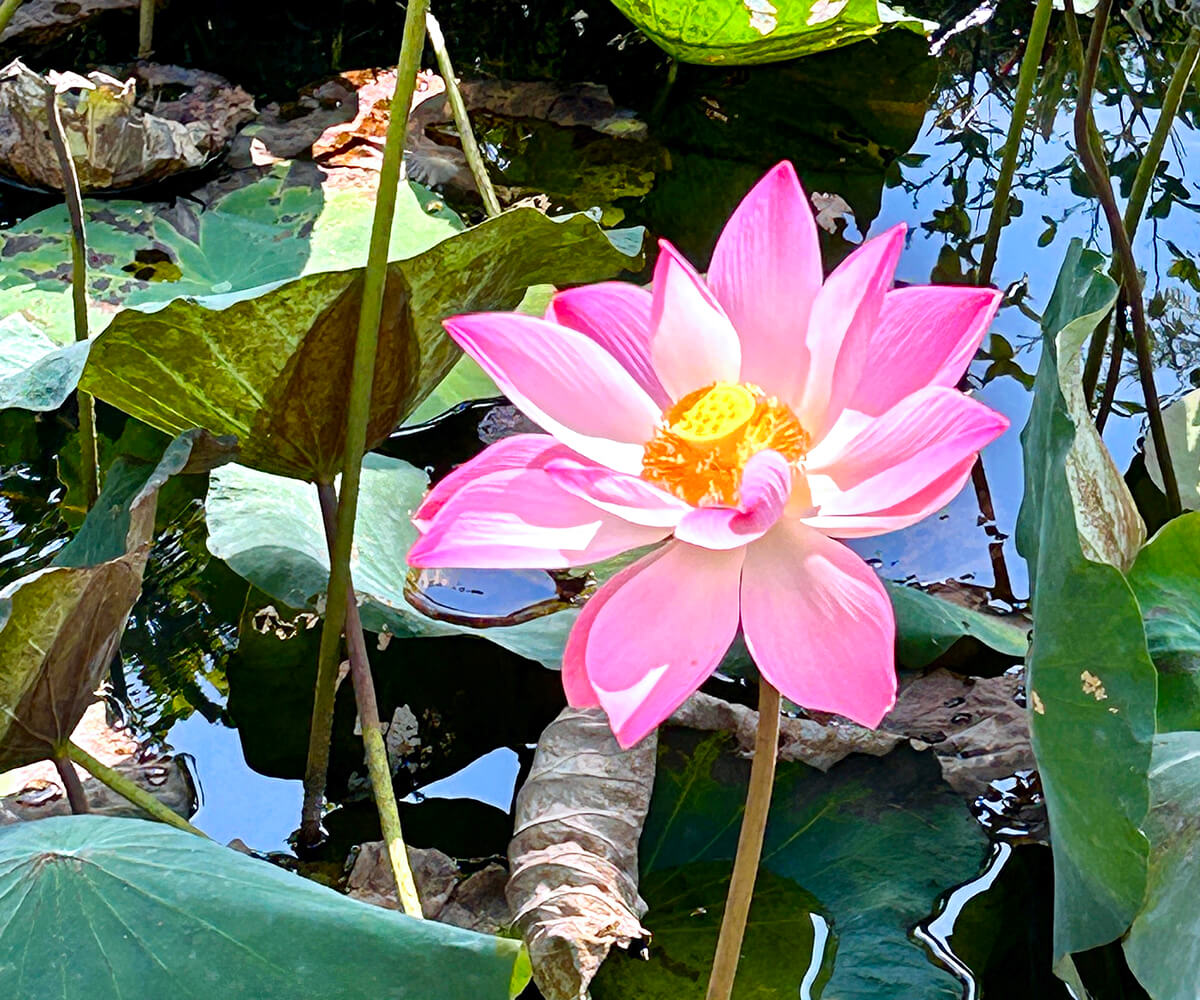 Lotus Flower