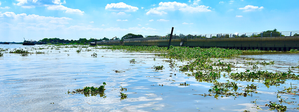 Water Hyacinth