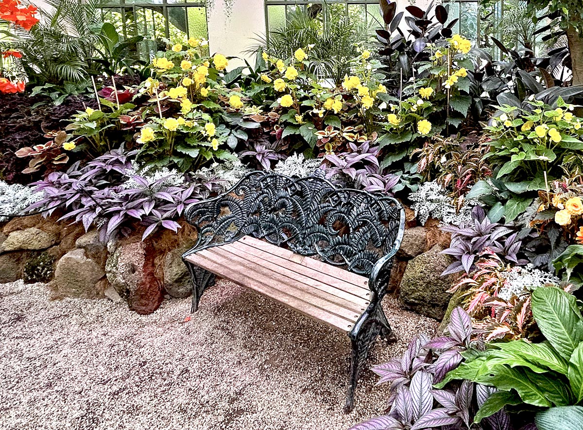 Begonia Display 2