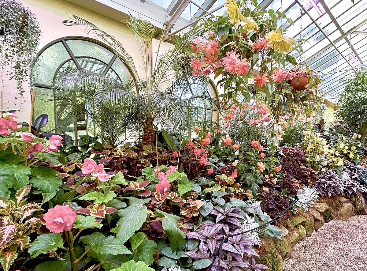 Begonia Display