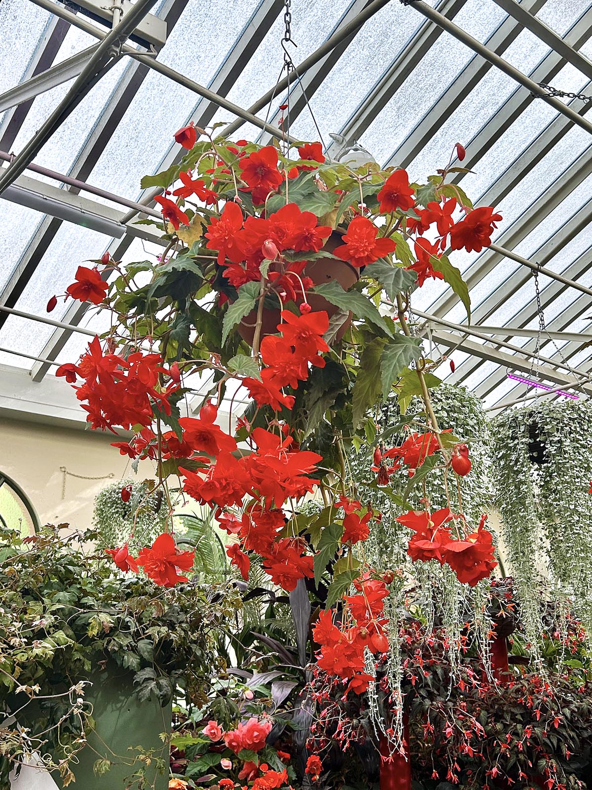 Hanging Basket