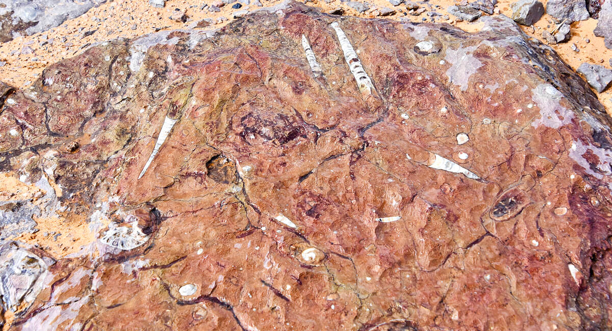 Desert Fossils