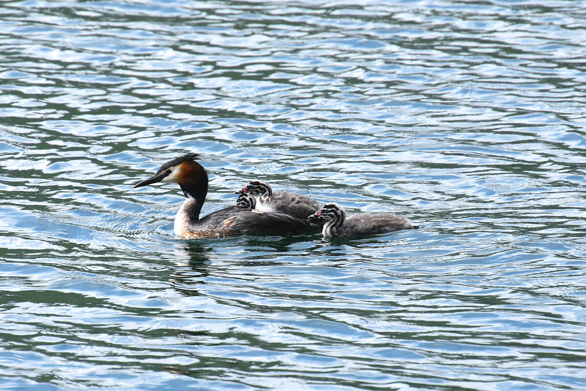 European Grebe with 3 Chicks