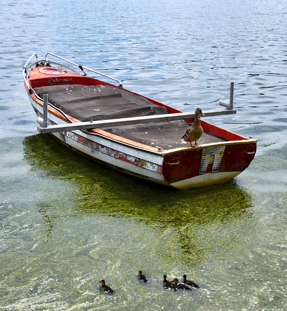Mother Duck Overseeing her Ducklings