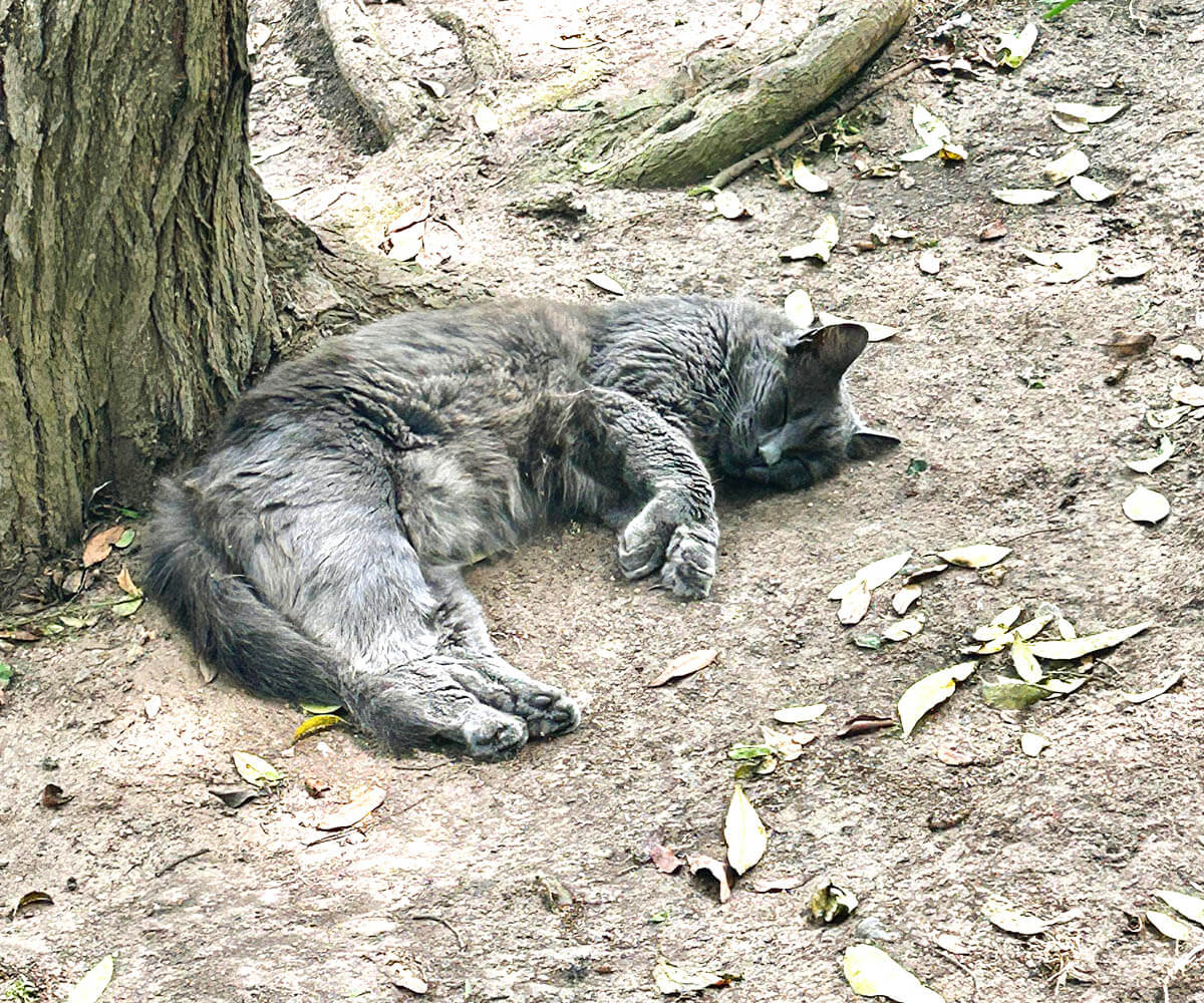 Kennedy Park Resident