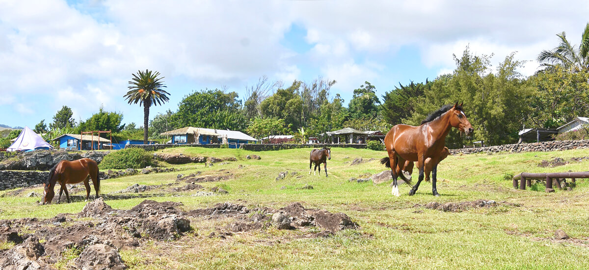 Horses at Ahu Tahai