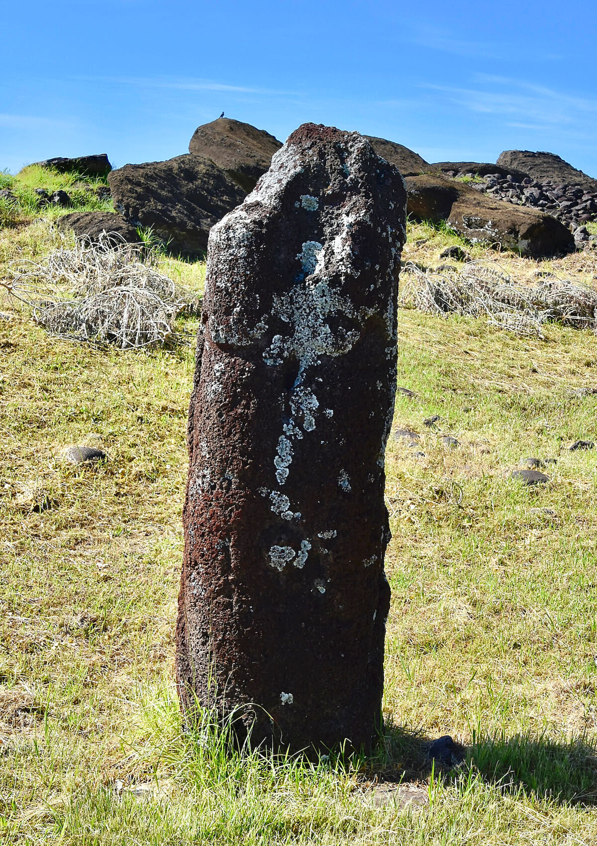 One of Only Two Female Moias