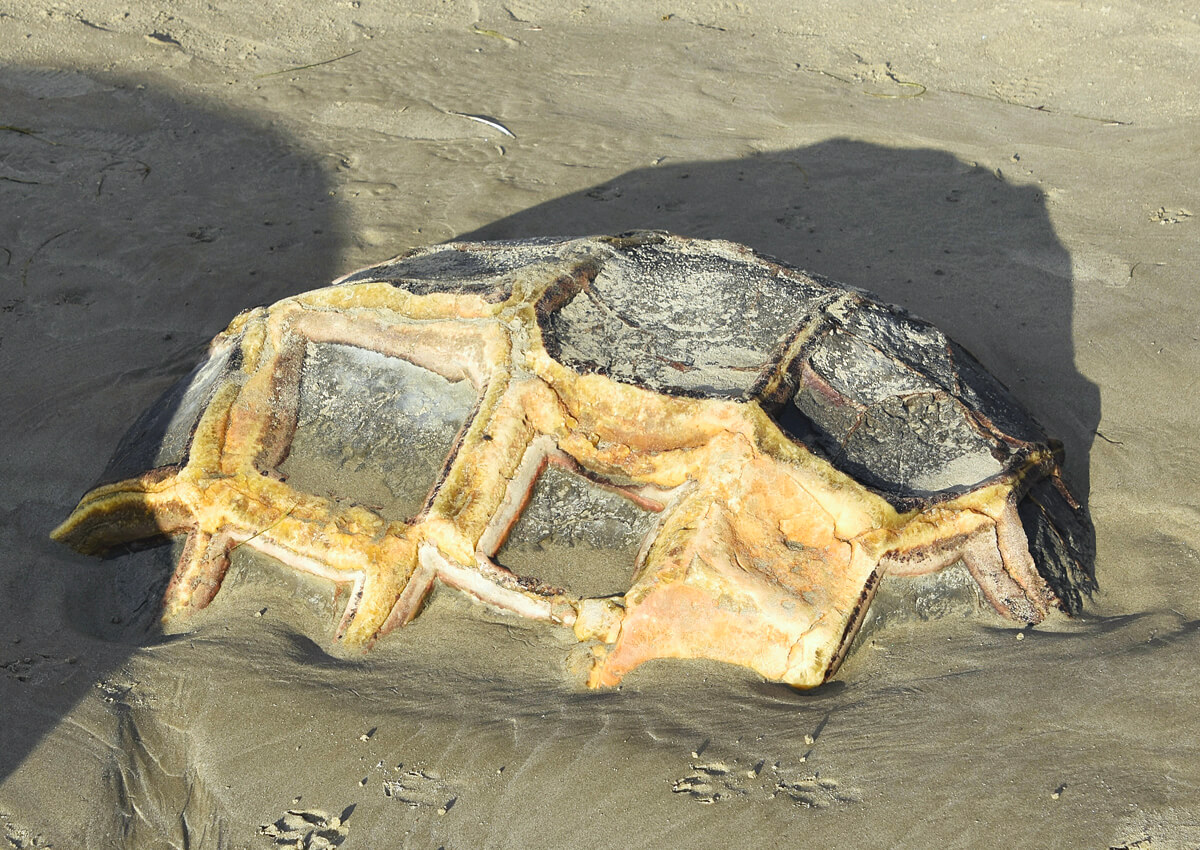 Tortoise Shell Boulder