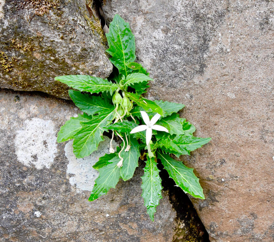 Flower on the Titiroa Marae Walls