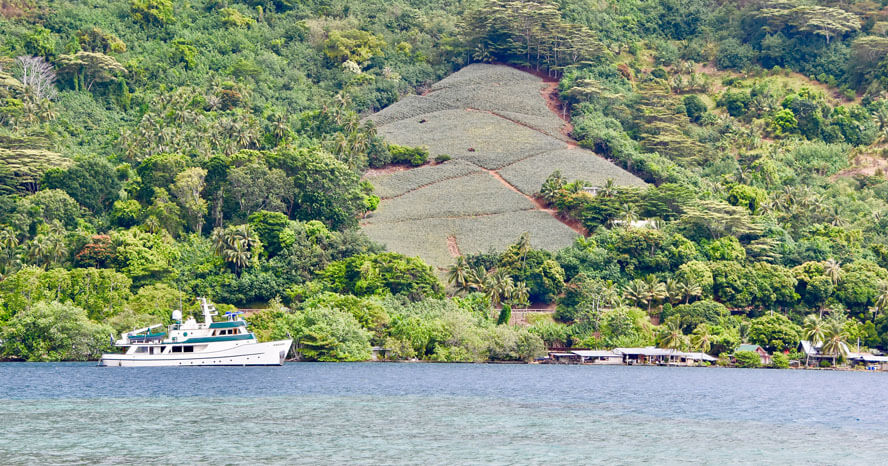 Pineapple Plantation