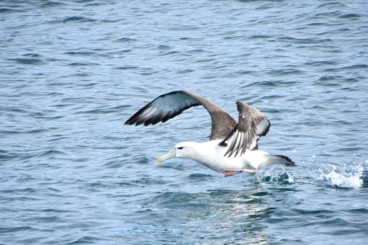 Northern Royal Albatross