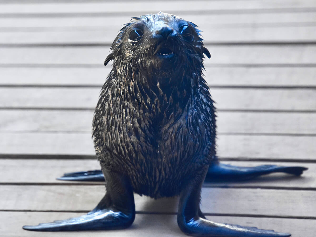 Fur Seal Pup, Otago Peninsula