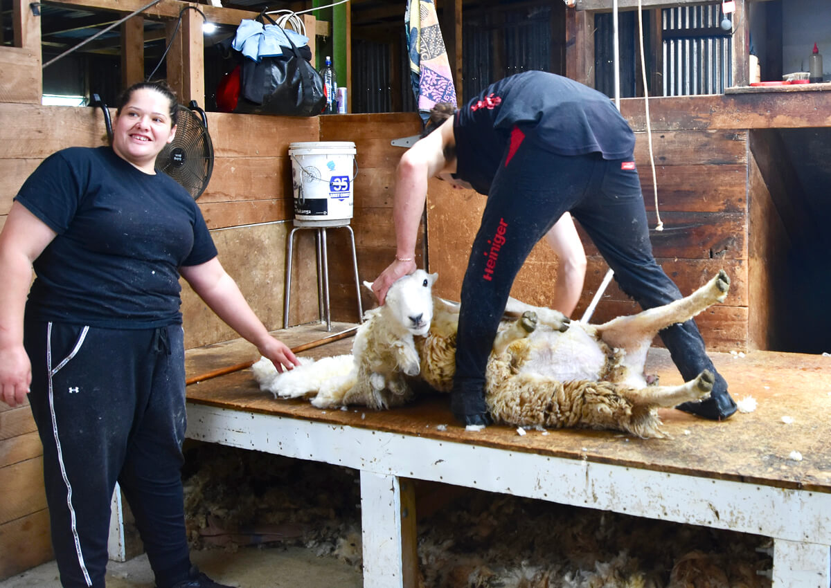 Sheep Shearing