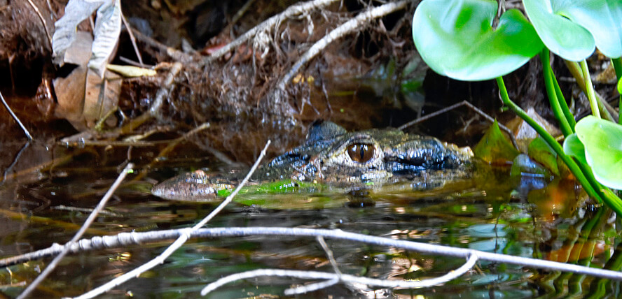 Black Caiman