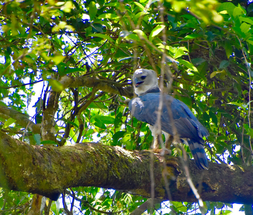 Harpy Eagle