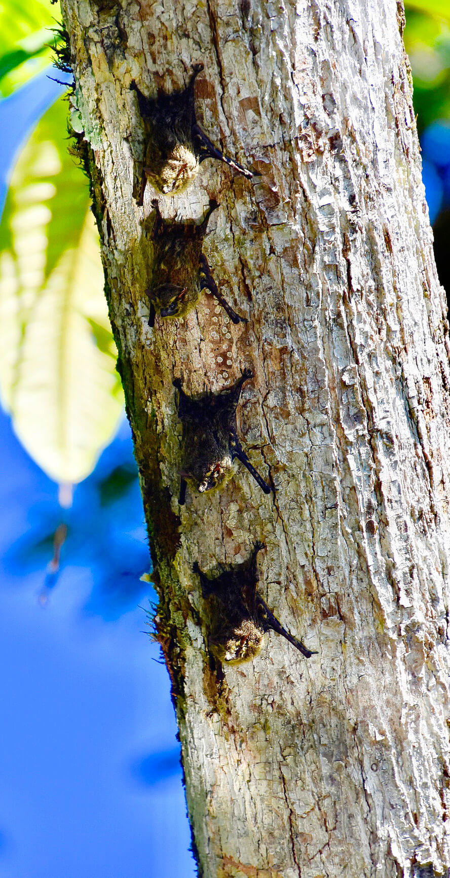 Sleeping Fishing Bats
