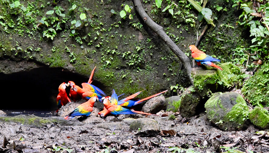 Macaw Social Gathering
