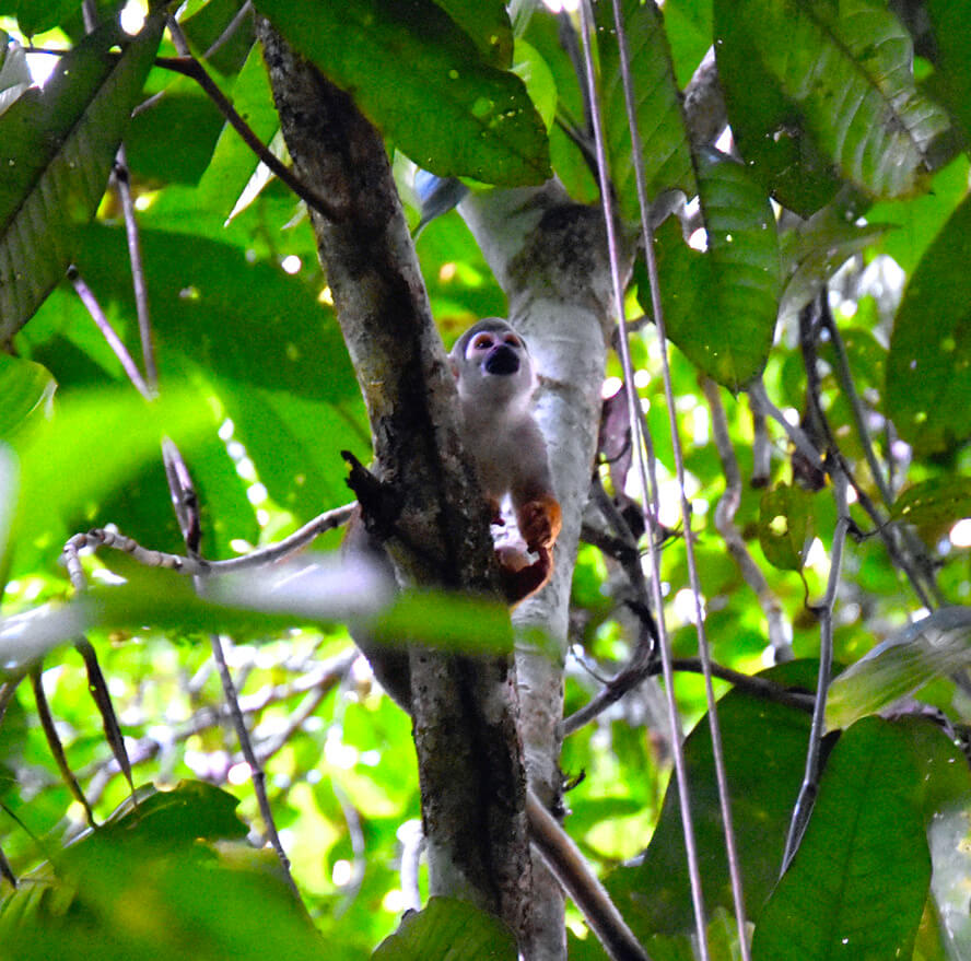 Squirrel Monkey