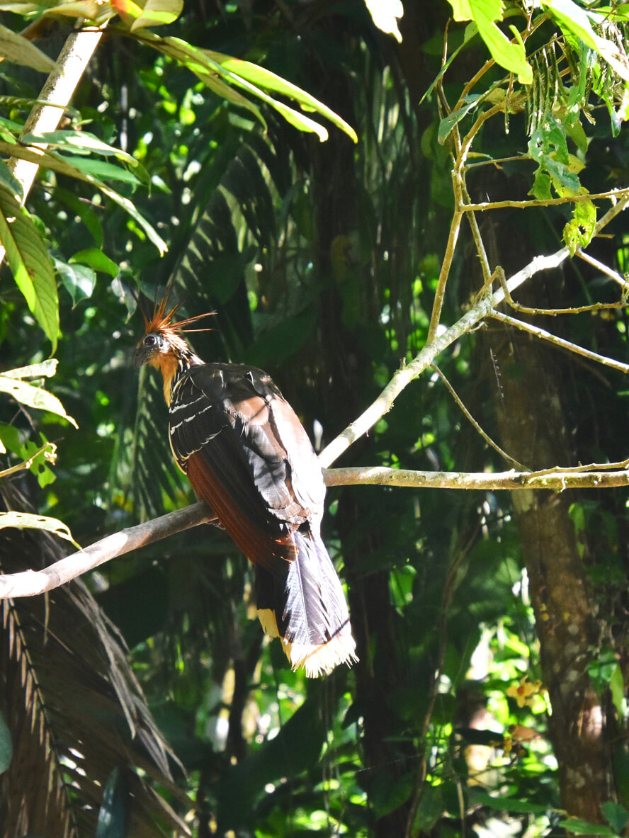 Hoatzin, aka Stinky Turkey