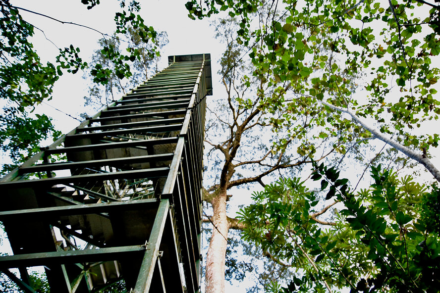 The Tower by the Napo River