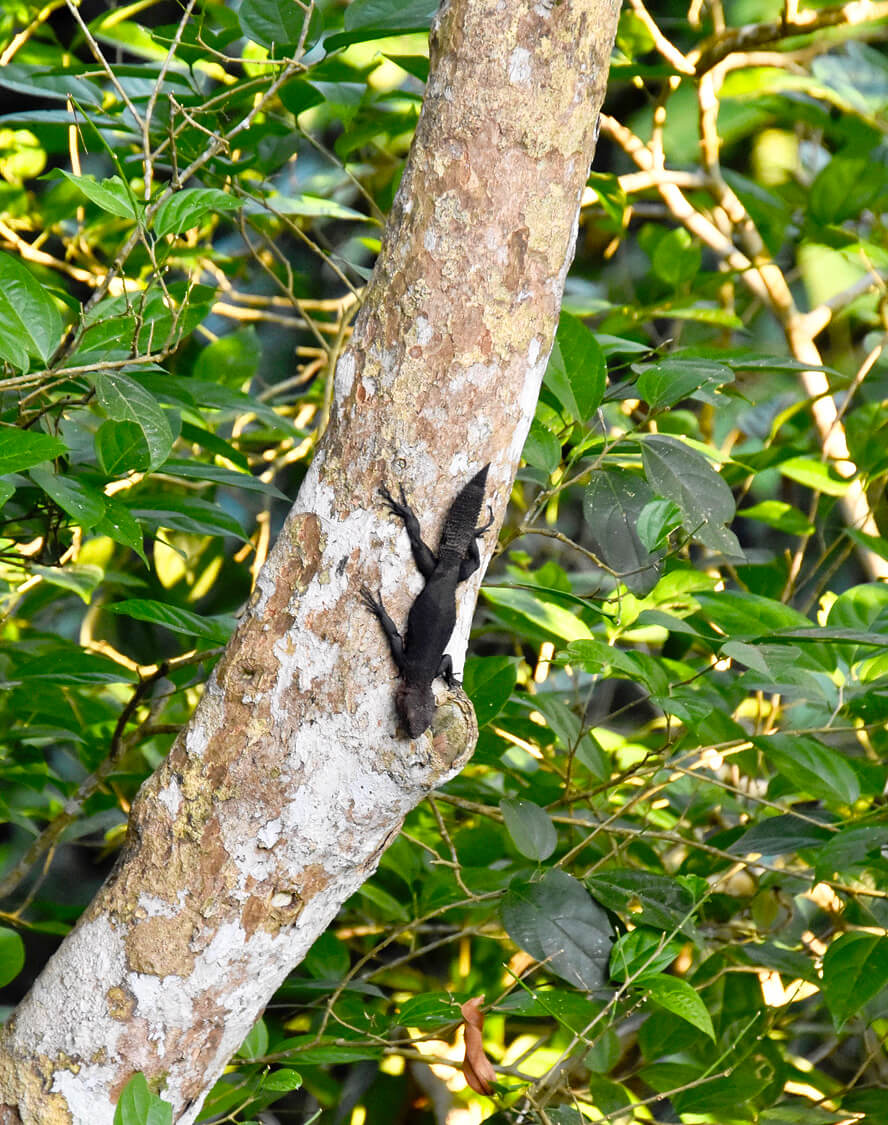 Amazon Thornytail Iguana