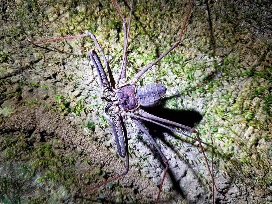 Whip Scorpion