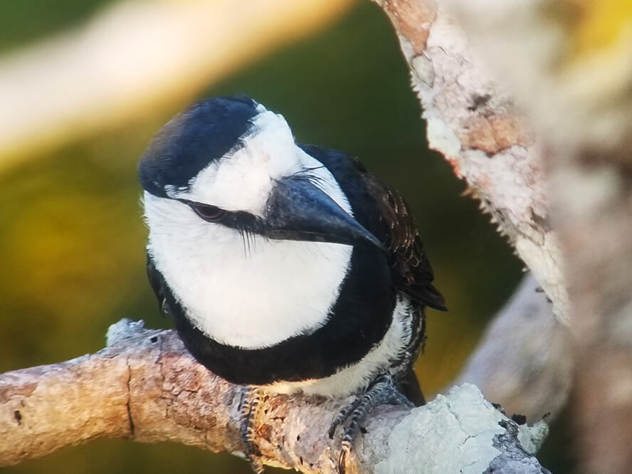 White-Necked Puffbird