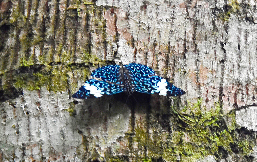 Unidentified Butterfly