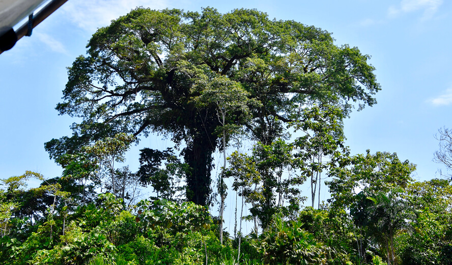 Huge Kapok Tree