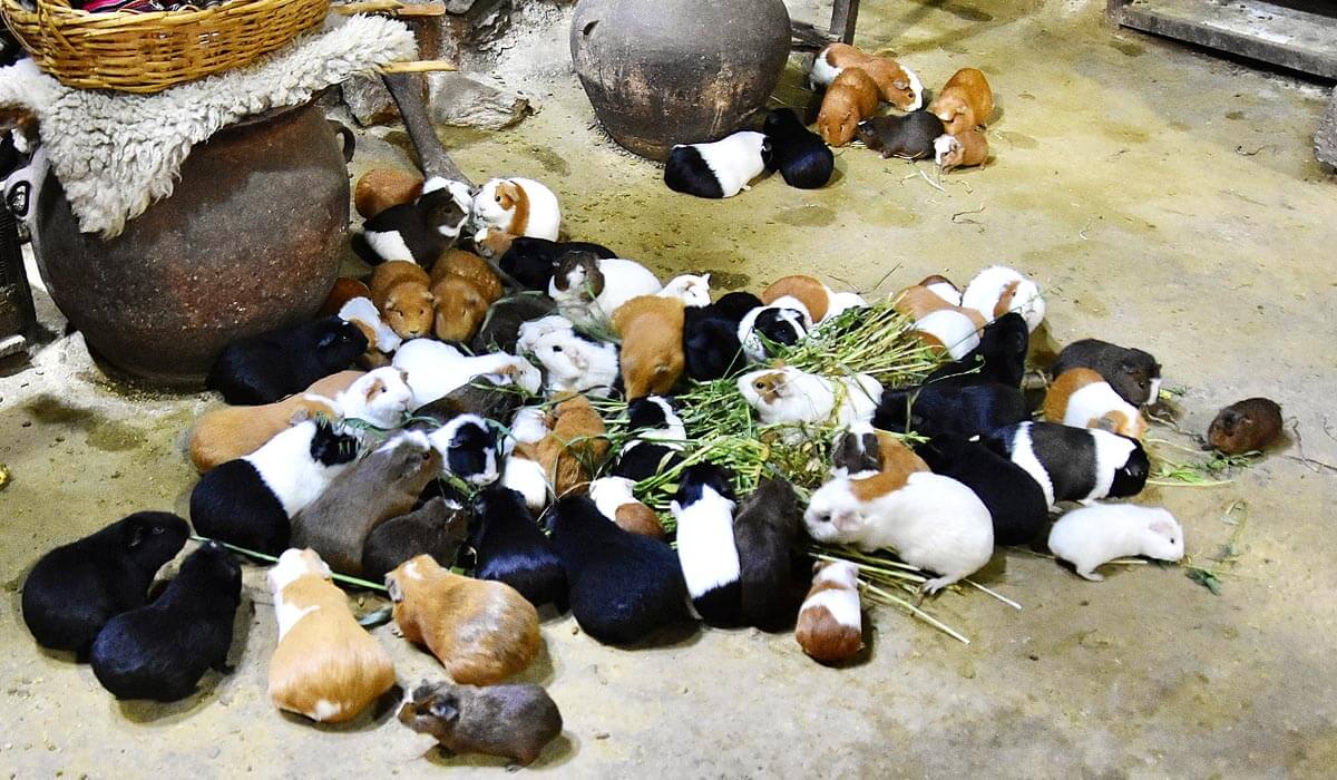 Guinea Pig Feast
