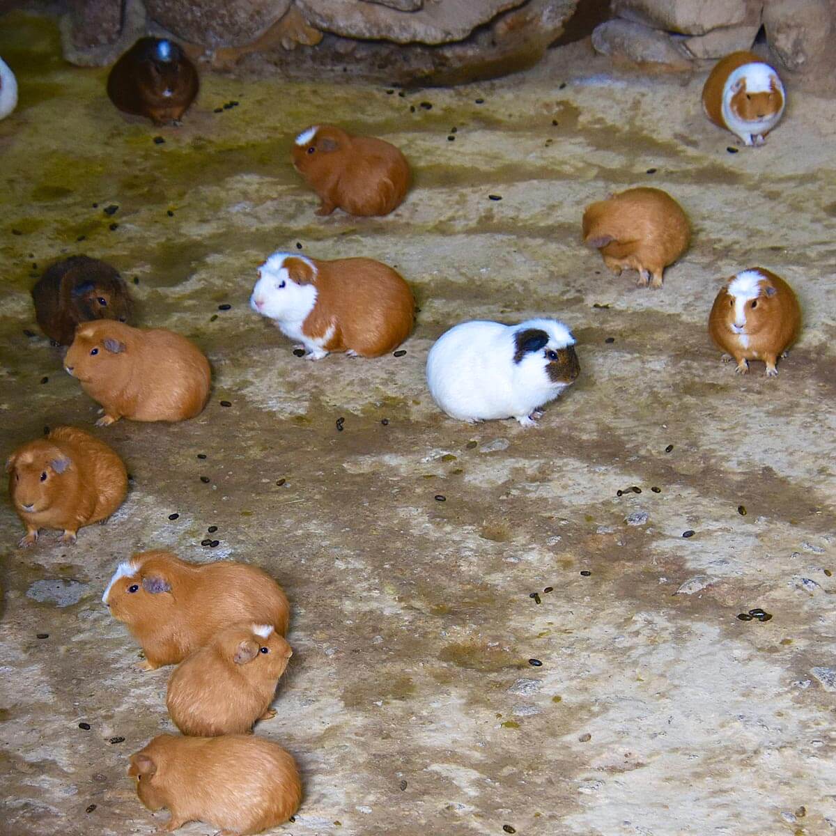 Guinea Pigs Without Food