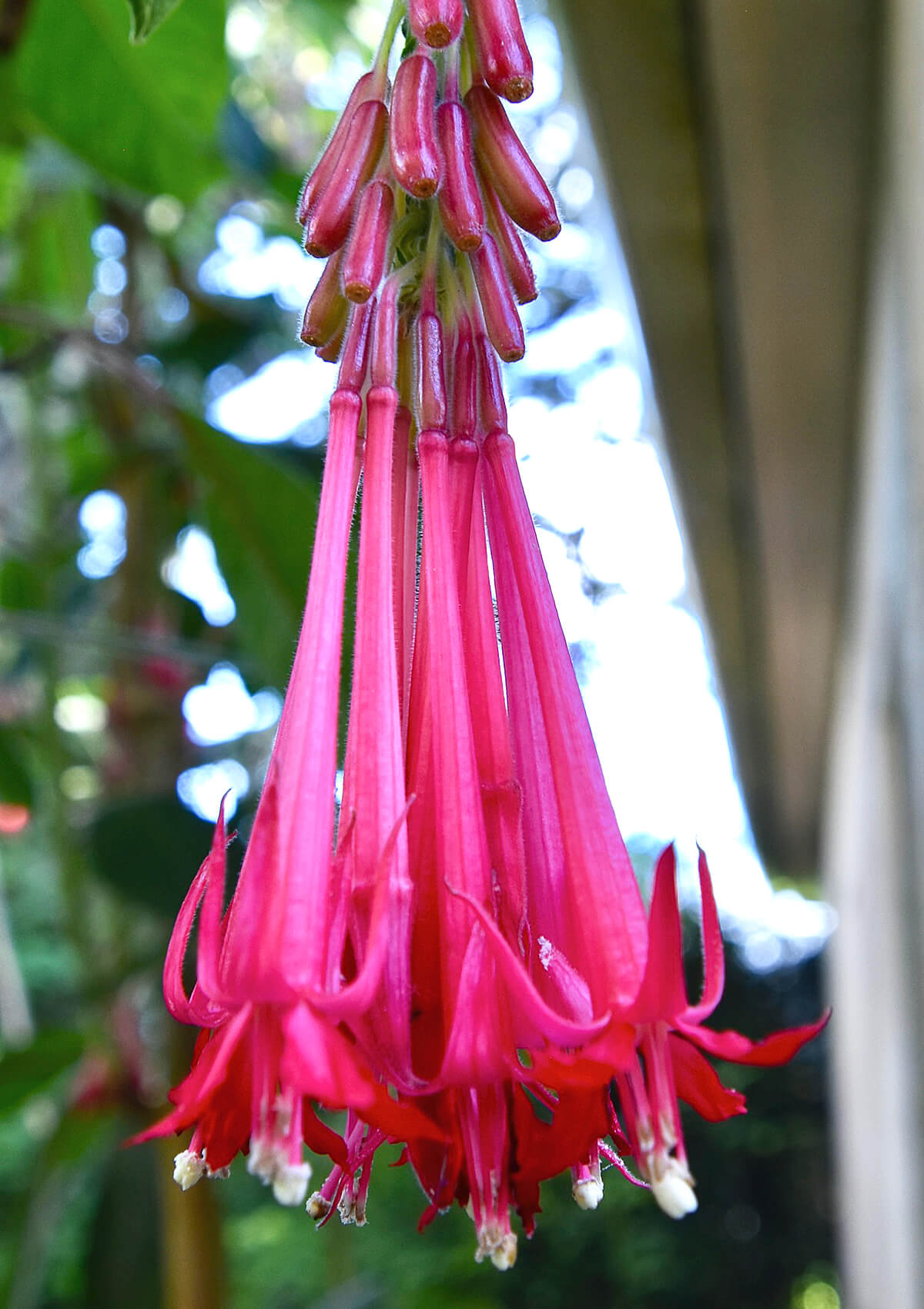 Bell Flower