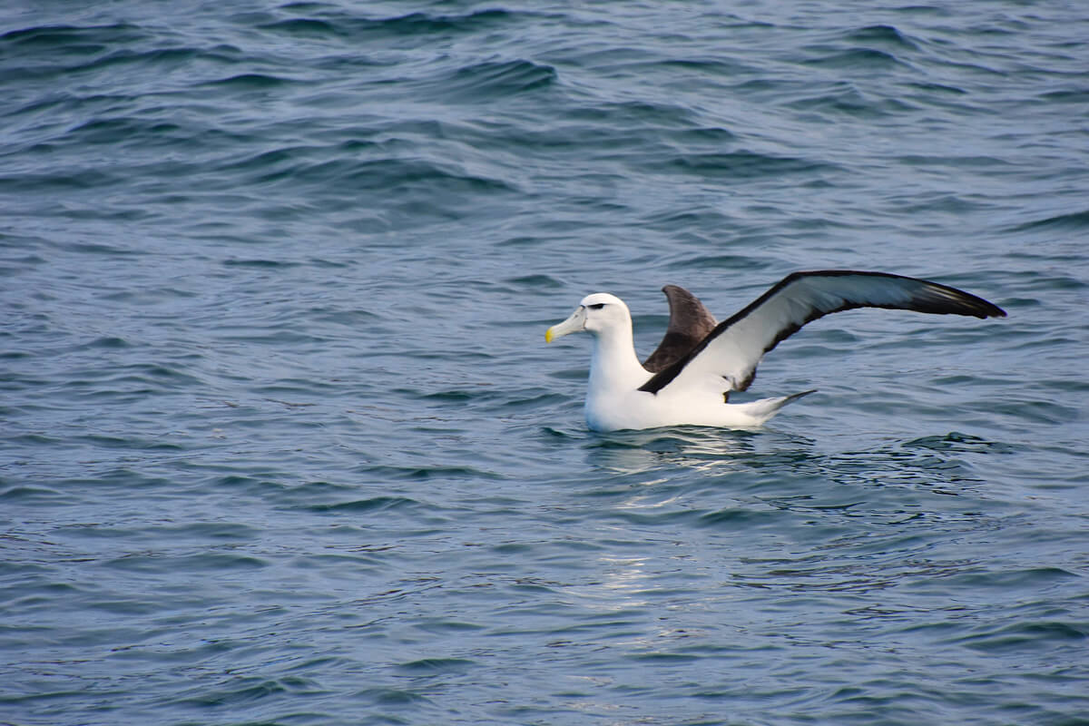 Albatross Take Off