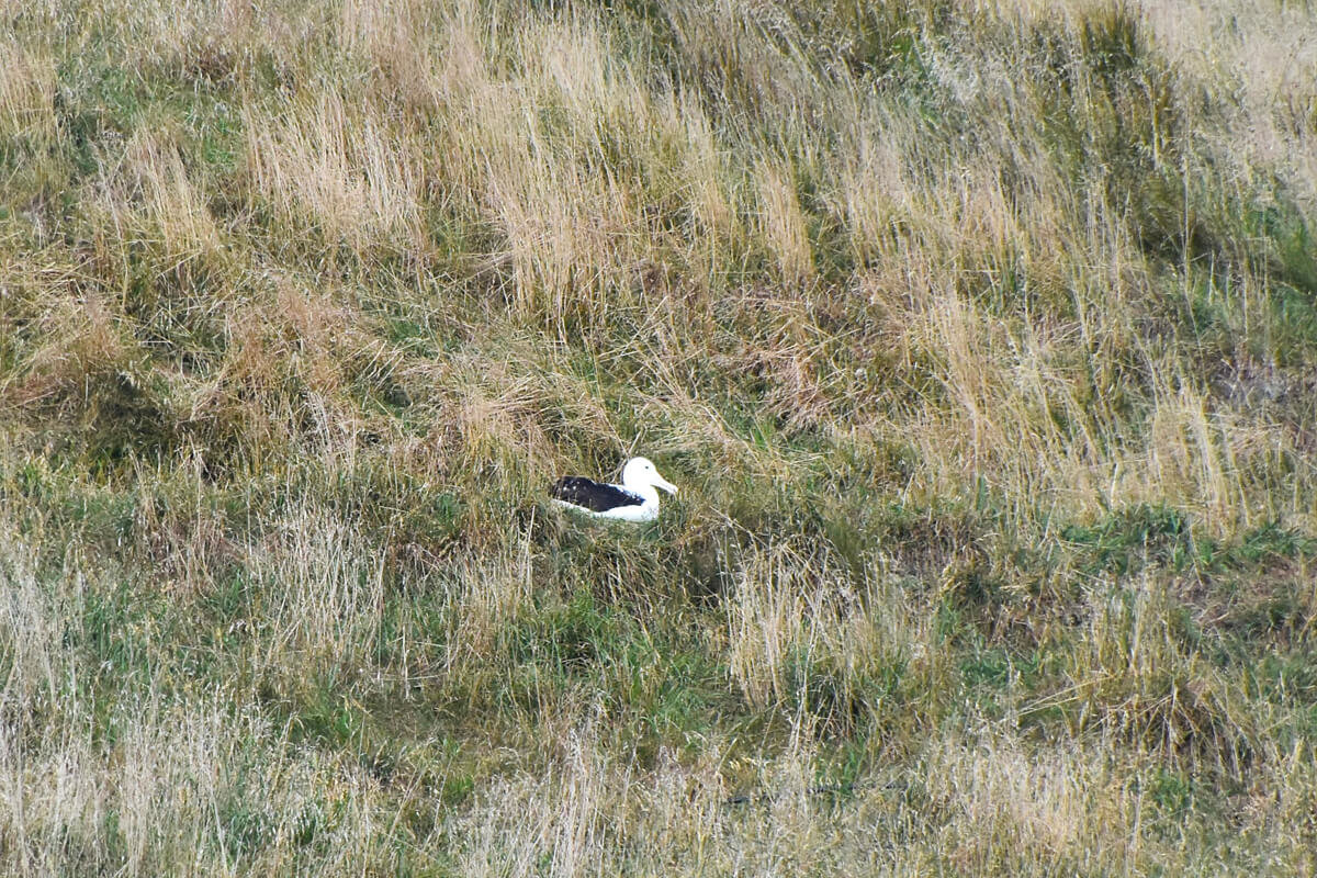 Albatross Nest
