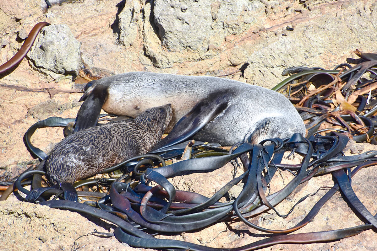 Mother and Pup Fur Seal